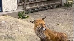 🧡 F R E Y A 🧡 Rescued back in November by Roo; our little “FREYA” was whisked to the vets. No fractures detected the vets had basically concluded her fate. They said she would NEVER walk again and that she should be out to sleep 💔 🌈 🦊🦊. THANK GOODNESS FOR OUR STEVE …. Daily exercises, and a lot of faith, and remarkably enough “Freya” fox well and truly recovered from whatever the injury was that was sustained and she is now back to full mobility and appears to be very content with her litt