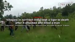 Tiger beaten to death by villagers in India