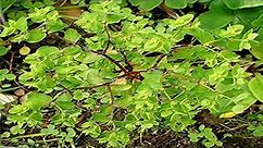 Lechetrezna, Euphorbia peplus Propiedades y Precauciones