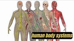 human body systems - The human body is an incredibly complex structure