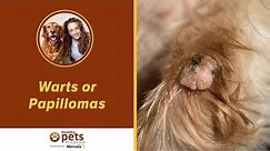 Warts or Papillomas - Symptoms and Treatments
