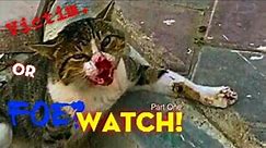 Kill a Cat Killer-Dog? Watch this! / Brutal Fight Between Cat & Dog/ Can they be Friends Again?