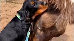 Rescued mule and her new puppy best friend make the cutest duo ❤️