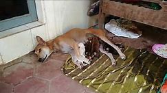 Dog Mother Breastfeeding Baby Dog, Dog Mom Nursing Cute Baby Puppies Videos Compilation 2023