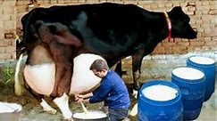 Highly Milking Biggest Udder Holstein Friesian Cow | How to increase Udder and Milk of Cows Buffalos