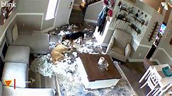What Happens When My Dogs are Home Alone? (Caught on Blink Camera) | Doorbell Camera Video