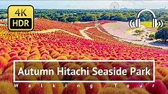 Autumn Hitachi Seaside Park Walking Tour - Ibaraki Japan [4K/HDR/Binaural]