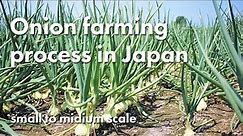 Onion farming process in Japan (small to midium scale)