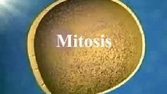 Mitosis 1 español