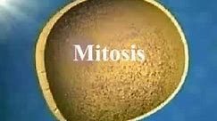 Mitosis 1 español