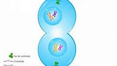 🦠🦠 meiosis explicacion facil 🦠🦠