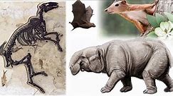 Taking Center Stage: The Rise of Mammals In The Post Dinosaur World From 66 to 33 Million Years Ago