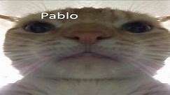 Pablo meme (with cat)