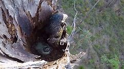 Black Cockatoo Crisis