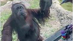 Orangutan uses hand signals to ask a visitor to give her some sweets