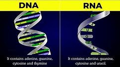 DIFFERENCE BETWEEN DNA AND RNA