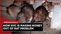 'Rat Tours': New York City Is Monetising Its Rat Problem; Here's How | Rat Menace NYC