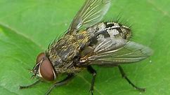 Meet the fly that emits an odour, leaves stains, and clusters in homes in fall - The Weather Network