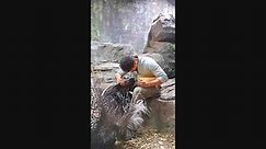 Feeding Two African Crested Porcupines