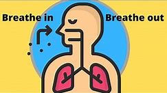 The journey of oxygen through your lungs