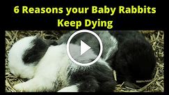 Why Do Rabbits Keep Dying (2024)