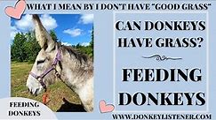 Pasture For Donkeys (Feeding Donkeys) Good Grass v/s what I have