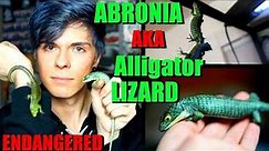 All About The Abronia Graminea! | Mexican Alligator Lizard