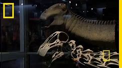 Bringing Back Nigersaurus | Nat Geo Live