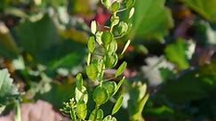 Tobołki – pospolita roślina, ale niezbyt znana z nazwy. Zastosowanie i właściwości lecznicze tobołków