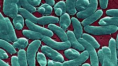 ¿Qué es la bacteria come carne? Síntomas, tratamientos y brotes