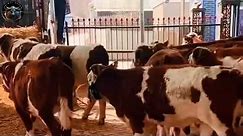 Cow Farm #cow #cowfarm #animalgraze #cowvideos #animals #cattle