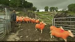 BBC Manchester - Lake District farmer Pip Simpson has...