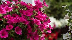 How to Grow Annual Flowers - Annuals | Gardener's Supply