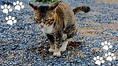 Cat Leaking Brown Fluid (Reasons, Symptoms & Treatment) - Mi Cat Guide
