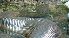 National Zoo VERY Large Anaconda