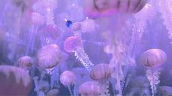FINDING NEMO 3D Clip - 'Jellyfish'