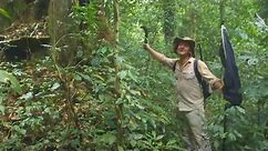 Dr. Julian Bayliss: The Lost Forest of Mount Mabu