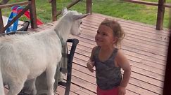 Playful Jumping Goat Has Young Girl in Fits of Laughter