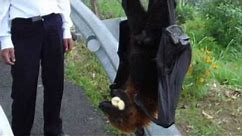 Giant ‘human-sized’ bat in Philippines
