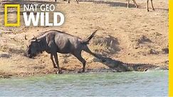 Hippos Save a Wildebeest From Crocodile’s Jaws | Nat Geo Wild