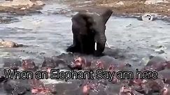 ELEPHANT vs HIPPOPOTAMUS
