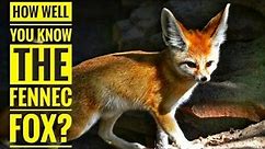 Fennec Fox || Description, Characteristics and Facts!