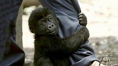 Virunga: Gorillas in Peril