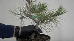 Very Basics of Japanese Black Pine Bonsai for Novices Winter 2024