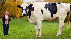 The BIGGEST COW In The World | OMG! This cow is so huge