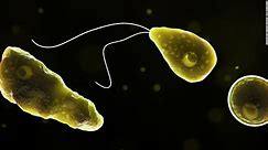 How dangerous are brain-eating amoebas?