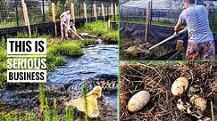 Collecting EGGS from Kyle's MASSIVE SALTWATER CROCS!