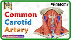 Common carotid Artery Anatomy - Origin , Course , Relations , Branches , Clinical anatomy - USMLE