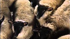 Animal Farm film 1999