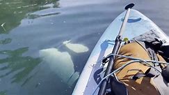Incredible moment paddleboarder has very close encounter with pod of curious orcas off Alaska coast